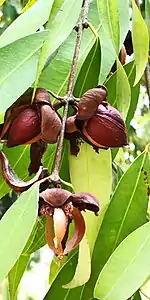 Mesua ferrea – Ripe fruits