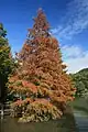 Metasequoia glyptostroboides Autumn leaf color