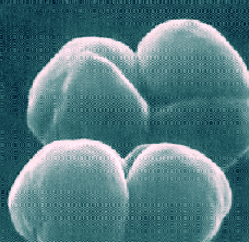 Methanosarcina barkeri, a marine archaea that produces methane