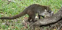 White-nosed coati (Nasua narica), Mexico (5 Sept 2009).