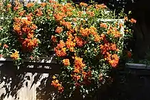 Climbing a trellis, California