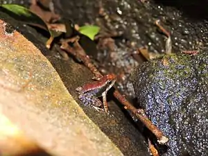 Lateral view