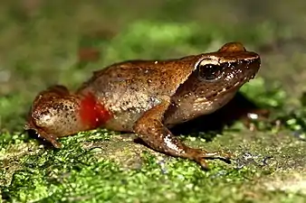 Lateral view