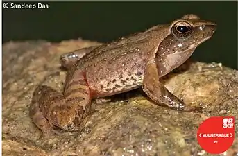 Lateral view