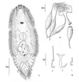 Oncomiracidium & egg