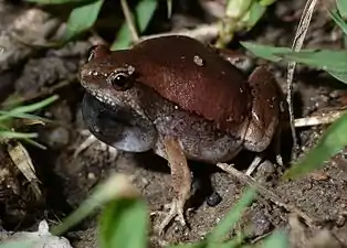 Lateral view