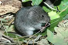 Microtus fortis