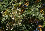 Indian Cork Tree (Jasmine tree, Akas nim or Nim chameli in Hindi, karkku கர்க்கு in Tamil, Kavuku in Telugu) -- Millingtonia hortensis