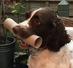 A nine-year-old English Springer Spaniel