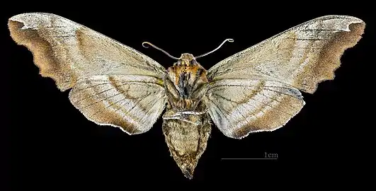 Female underside