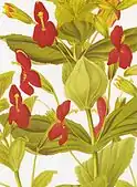 Scarlet monkeyflower (now Erythranthe cardinalis)