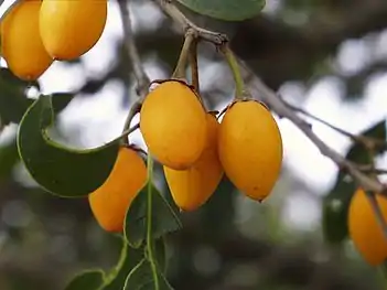 Fruit