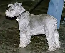 Silver Miniature Schnauzer