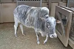 Miniature cow