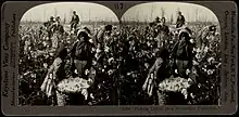 Pictured is a black and white photograph, with a small African American boy in the center. He holds a basket of picked cotton. Behind him is his family bending over cotton plants. The picture is duplicated and the surrounding frame is that of a Keystone manufacturing company.