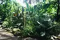 Inside the Tropical Dome