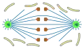 open  orthomitosis