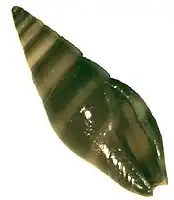 Mitrella essingtonensis