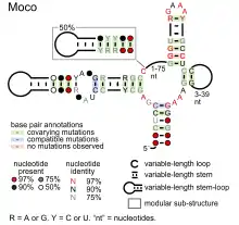 Moco riboswitch:  Secondary structure for the riboswitch marked up by sequence conservation. Family RF01055.