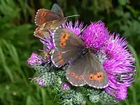 Erebia euryale