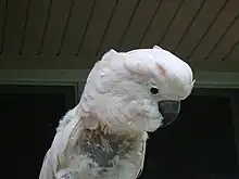 Feather-plucking in a Moluccan Cockatoo