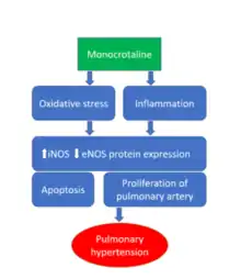 Monocrotaline: mechanism of action.