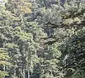 Montane rainforest near to Sérédou (Northern limit of Ziama Massif).