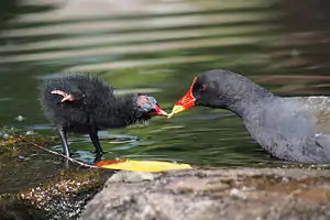 Moorhen feeding chick some regurgitated food.