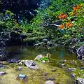 Creek Flowing Into Pond