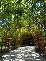 Tree-Covered Gravel Path