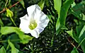 Whitestar potato (I. lacunosa)