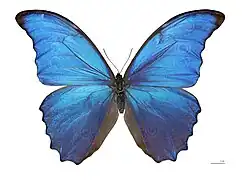 Morpho butterfly