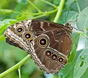 Underside