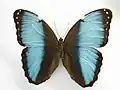 Morpho helenor papirius