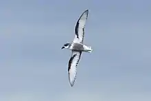 grey-bodied seabird with black-marked white wings