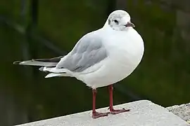 Black-headed gull