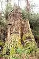 Sign of early logging of mountain ash, Kalatha giant tree walk, Sylvia Creek Rd, Toolangi, Victorian Central Highlands, Australia