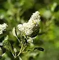 Ceanothus