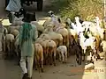 Sheep and Goats