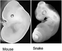 Image 15Mouse embryo 12 day post fertilization side by side with Corn Snake embryo 2 days post ovo-positioning. (from Snake)