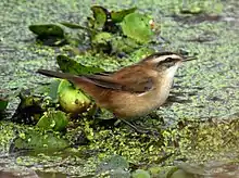 Moustached Warbler Acrocephalus melanopogon by Dr. Raju Kasambe (2)