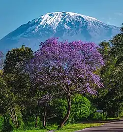 Snow covered volcano, trees in front