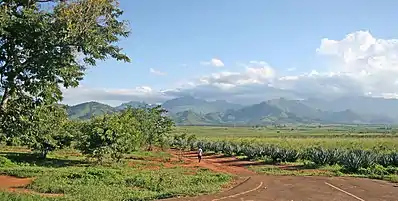 Sisal plantations in the outskirts of Morogoro (Uluguru Mountains in the background)