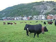 a mixed herd of red-pied and black cattle; the nearest one has white markings