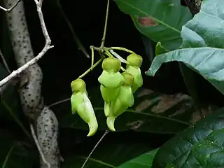 Inflorescence, with stem in background