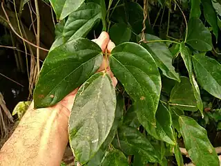 Trifoliate leaf