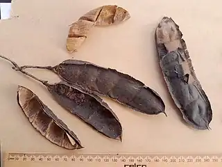 Old seed pods