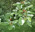 Mulberries at Fulham Palace