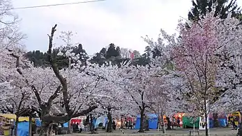 Sakura in Muramatsu Park