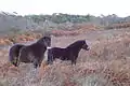 Exmoor ponies at Murlough, used for grazing management